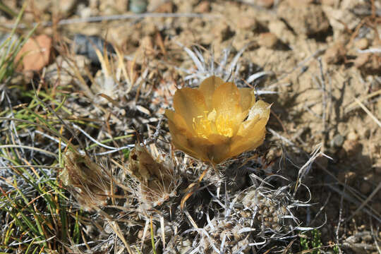 Image of Pterocactus australis (F. A. C. Weber) Backeb.