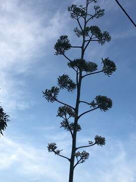 Plancia ëd Agave sisalana Perrine