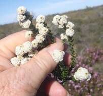 Image of Phylica laevigata Pillans