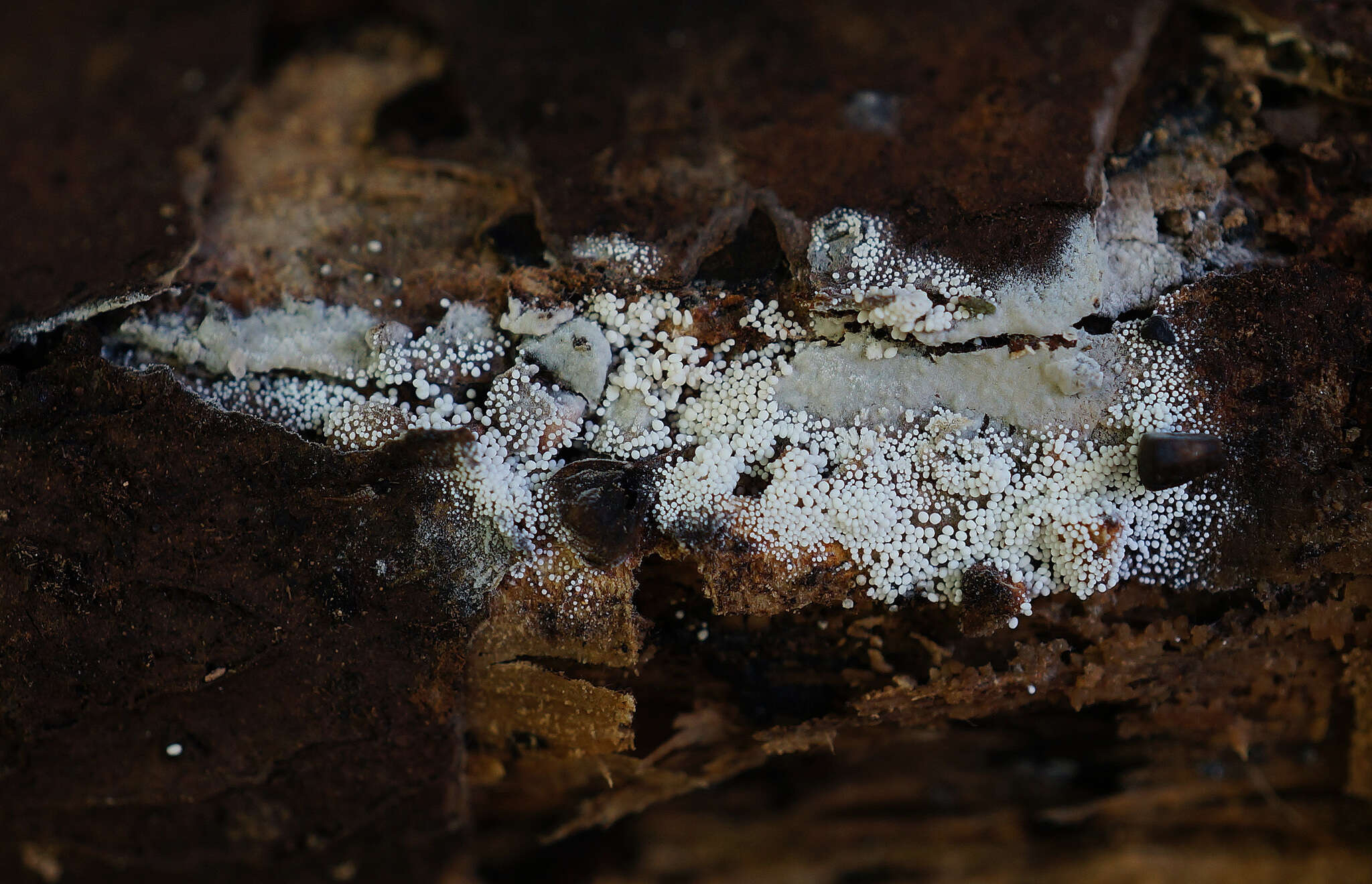 Image of Bulbillomyces