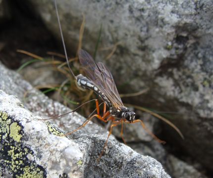 Image of Sabre wasp
