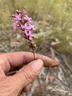 Image of Stylidium graminifolium Sw. ex Willd.