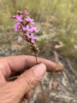 Image de Stylidium graminifolium Sw. ex Willd.