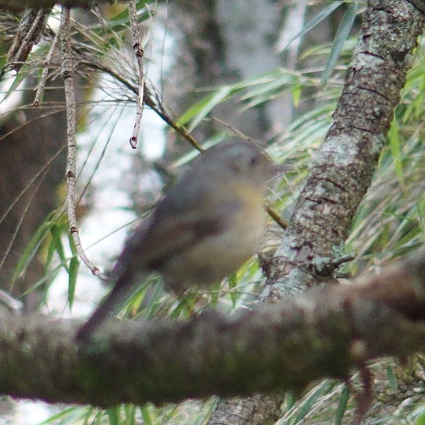 Image of Collared Bush Robin