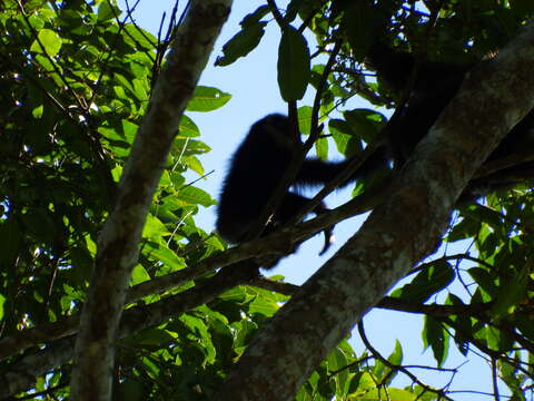 Image of White-handed Gibbon