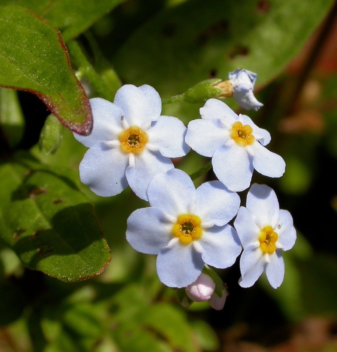 Myosotis scorpioides (rights holder: Wildlife in a Dorset garden.)