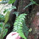 Sivun Dryopteris patula (Sw.) Underw. kuva