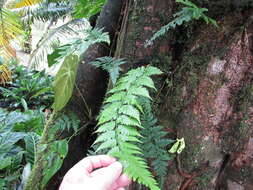 Dryopteris patula (Sw.) Underw.的圖片