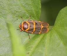 Image of Phymatostetha stalii Butler 1874