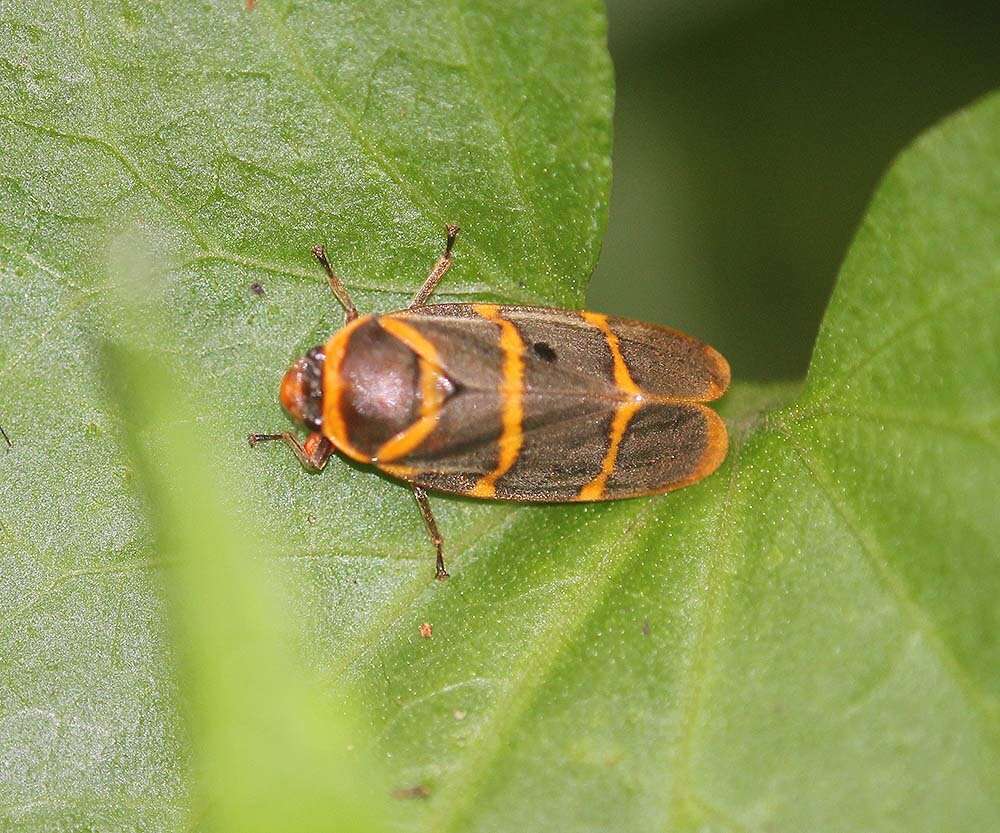 Image of Phymatostetha stalii Butler 1874