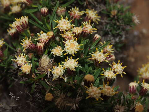 Image of Baccharis taltalensis I. M. Johnston