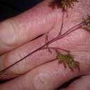 Imagem de Hymenophyllum bivalve (G. Forst.) Sw.