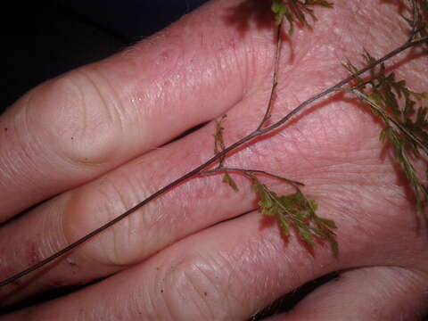 Image of Hymenophyllum bivalve (G. Forst.) Sw.