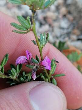 Слика од Indigofera pilgeriana Schltr.