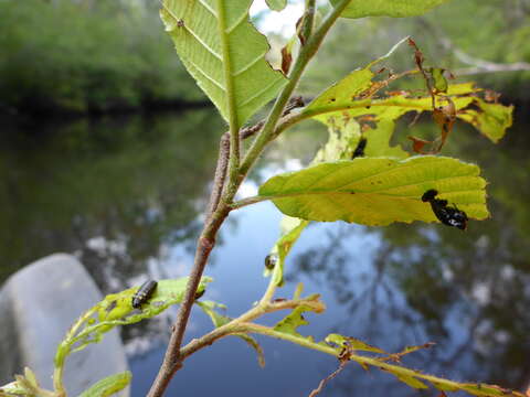 Image of Alder Leaf Beetle