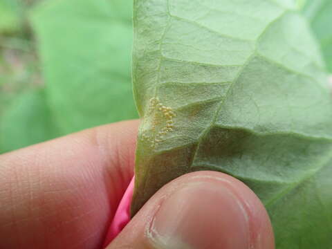 Image of Endoraecium phyllodiorum (Berk. & Broome) Berndt 2011