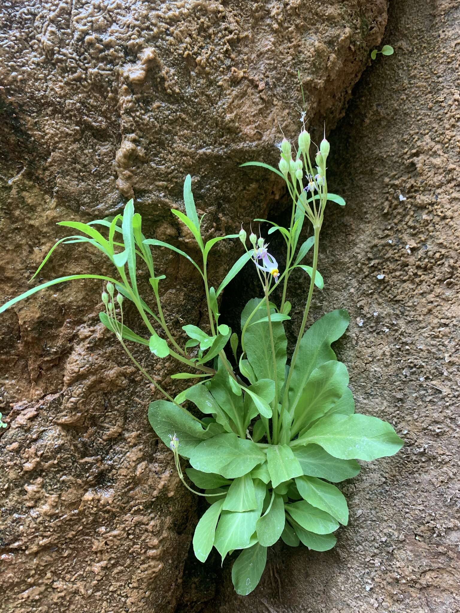 Plancia ëd Dodecatheon pulchellum var. zionense (Eastw.) S. L. Welsh