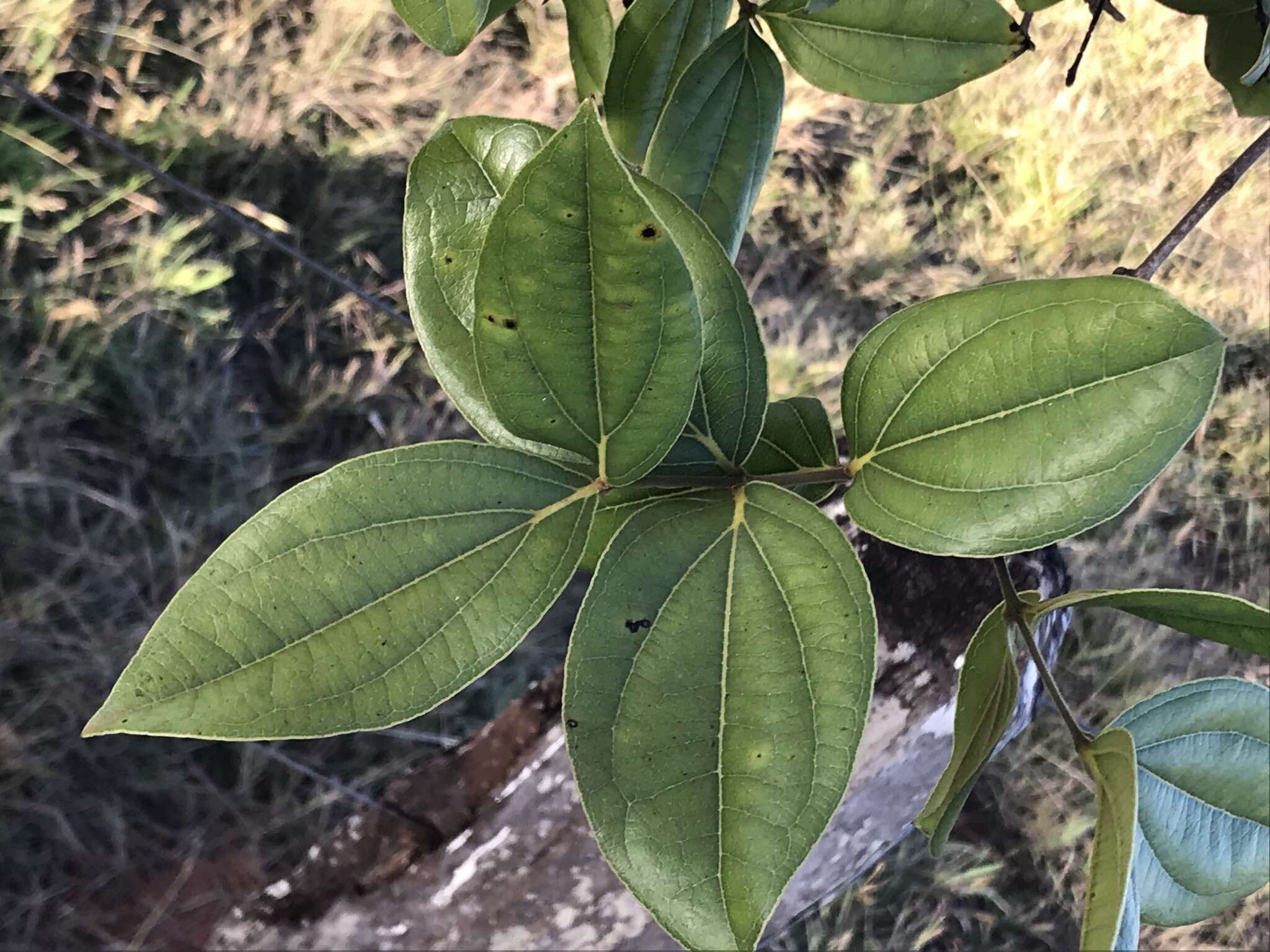 Image of Strychnos pseudoquina A. St. Hil.