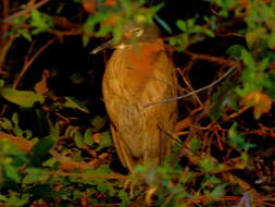 Image of White-backed Night Heron