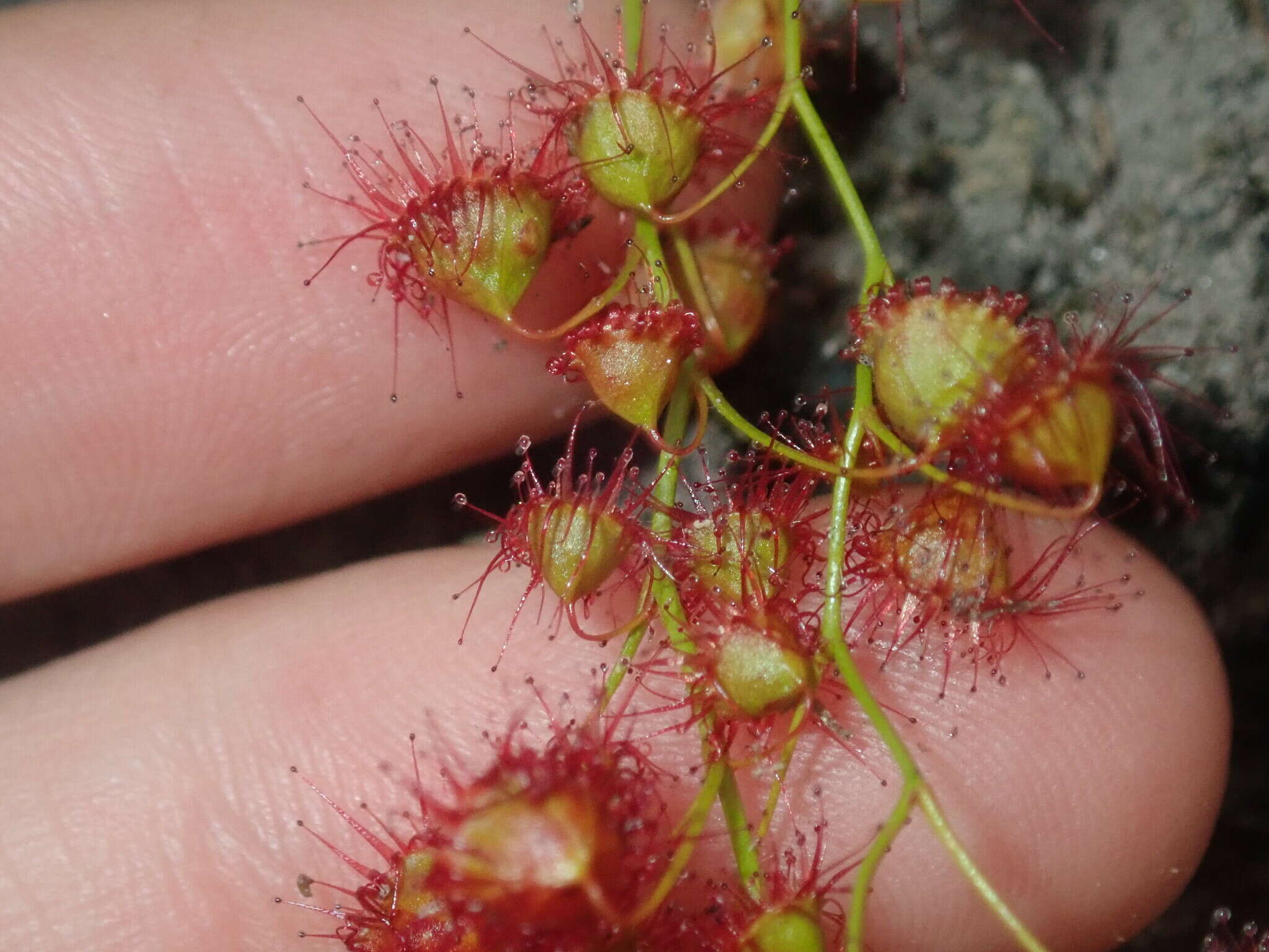 Image of Drosera huegelii var. phillmanniana