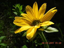 Image of cutleaf balsamroot