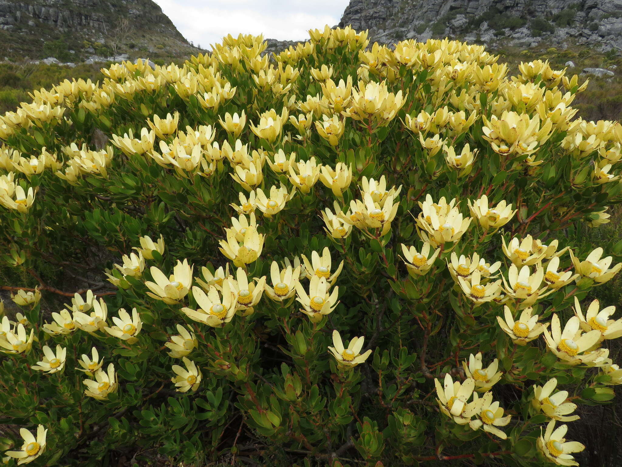 Plancia ëd Leucadendron strobilinum (L.) Druce