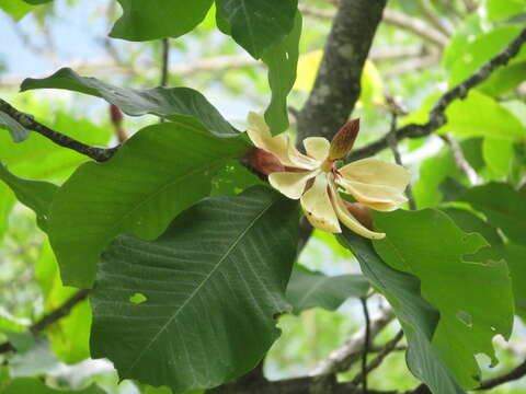 Image of Japanese Big Leaf Magnolia