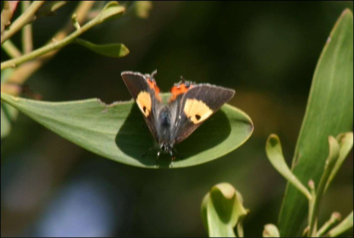 Imagem de Pseudalmenus chlorinda (Blanchard 1848)