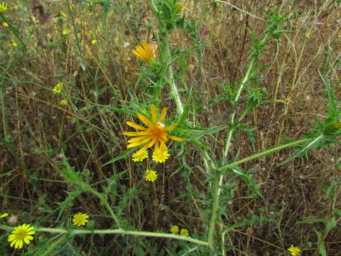 Image of goldenthistle