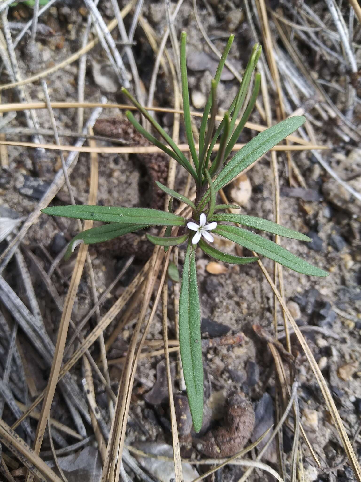 Image of diffuse collomia