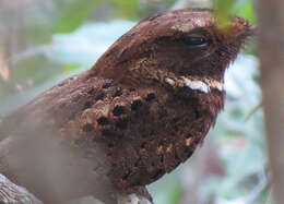 Image of Rufous Nightjar