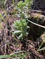 Image of Cockerell's stonecrop