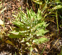 Image of Alstroemeria pulchra subsp. pulchra