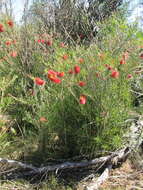 صورة Callistemon linearis (Schrad. & Wendl.) Colv. ex Sweet