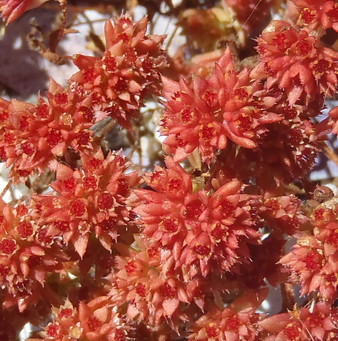 Image of Crassula vaillantii (Willd.) Roth