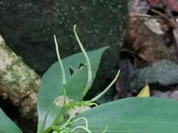 Image of Peperomia sessilifolia C. DC.