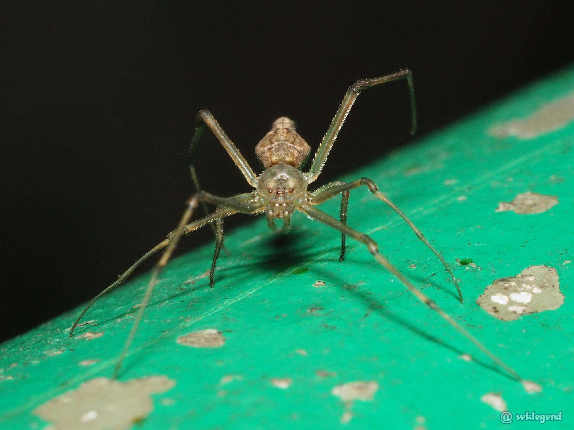 Image of Moneta mirabilis (Bösenberg & Strand 1906)