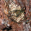 Image of Serracutisoma pseudovarium Da Silva & Gnaspini 2010