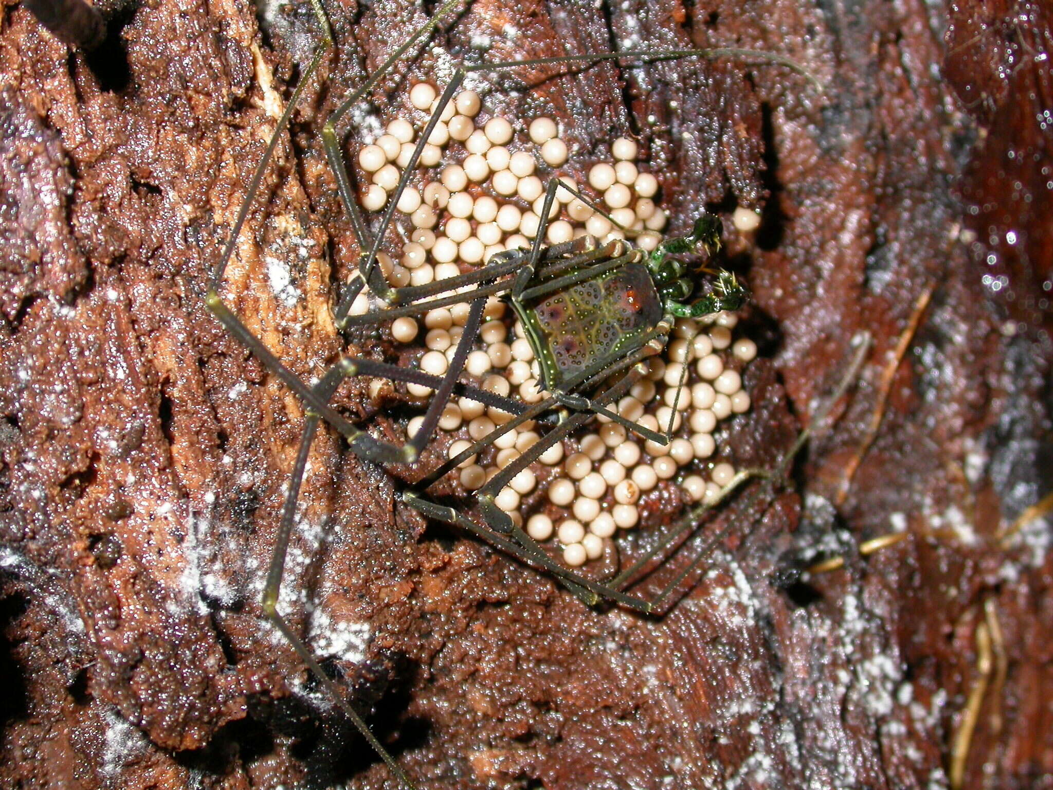 Image of Serracutisoma pseudovarium Da Silva & Gnaspini 2010