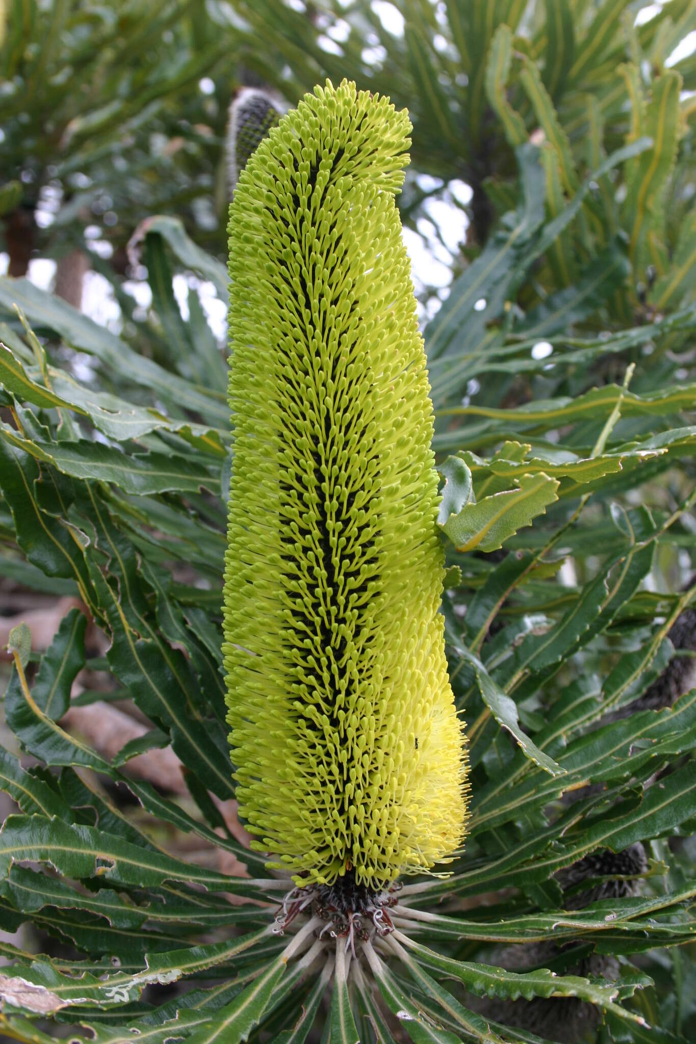 Plancia ëd Banksia attenuata R. Br.