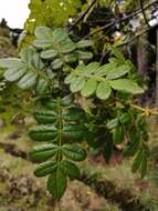 Image of Weinmannia pubescens Kunth