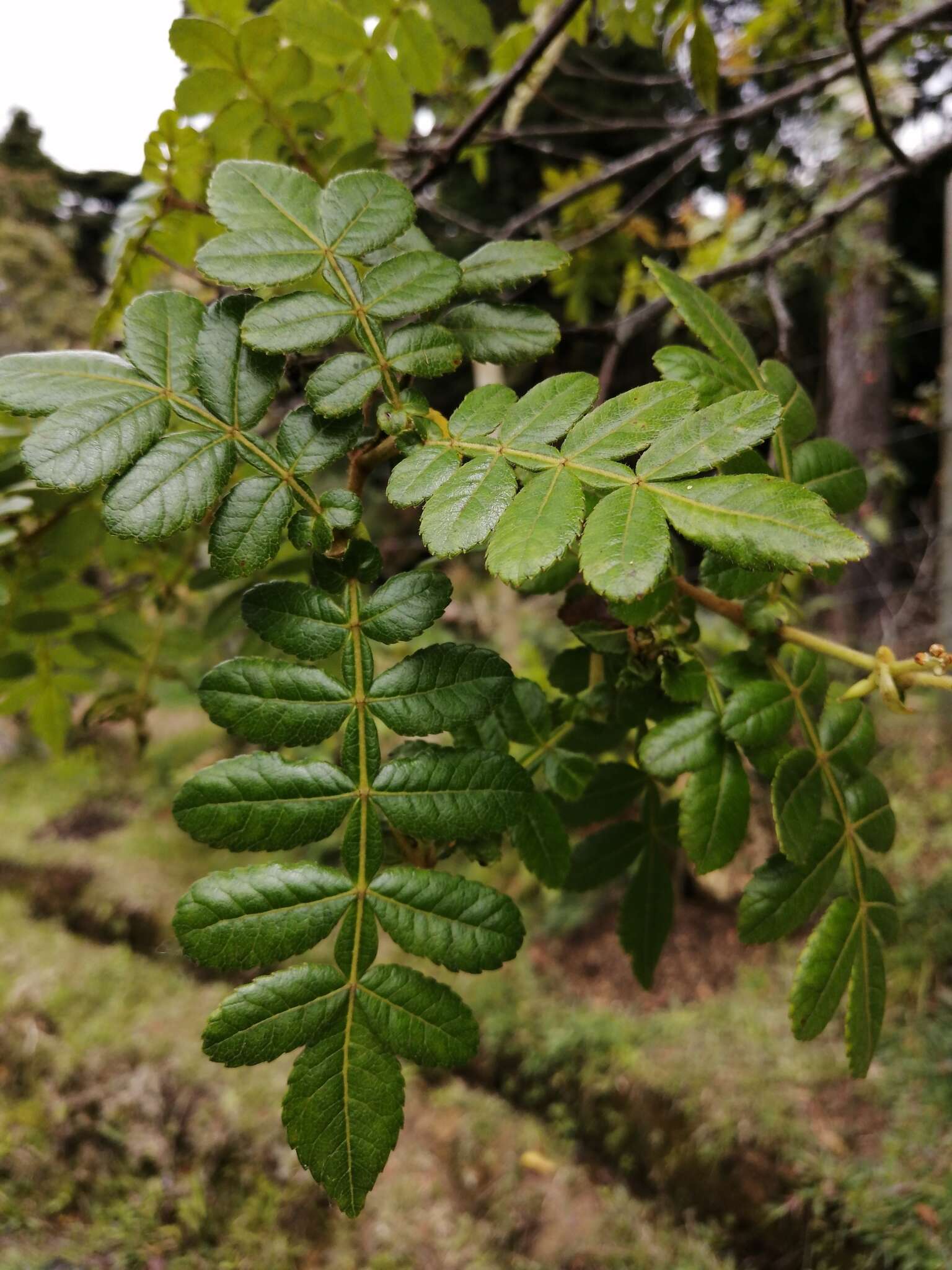 Image of Weinmannia pubescens Kunth