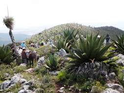 Agave atrovirens var. atrovirens resmi