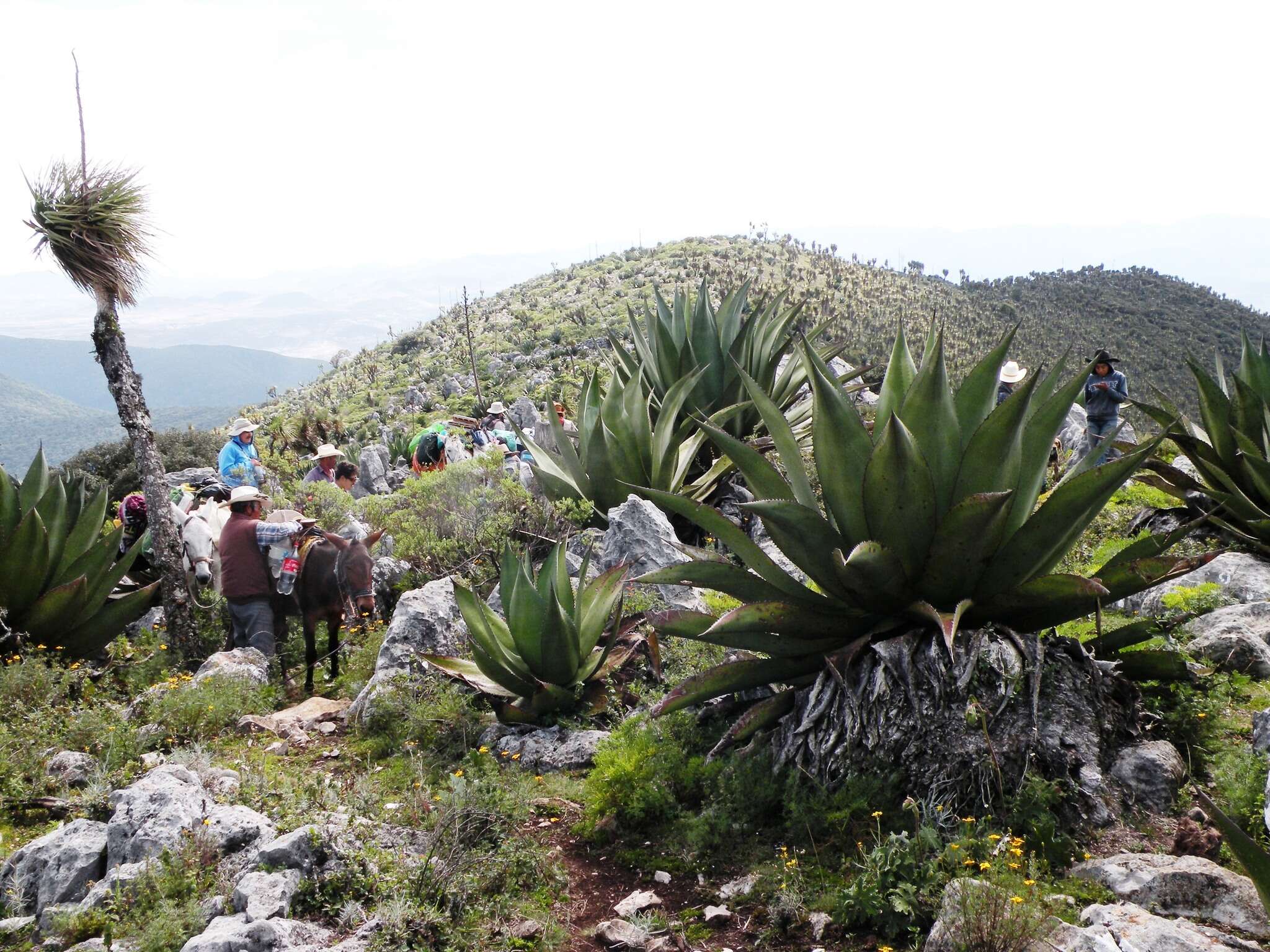 Image of Agave atrovirens var. atrovirens