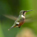 Image of Magenta-throated Woodstar