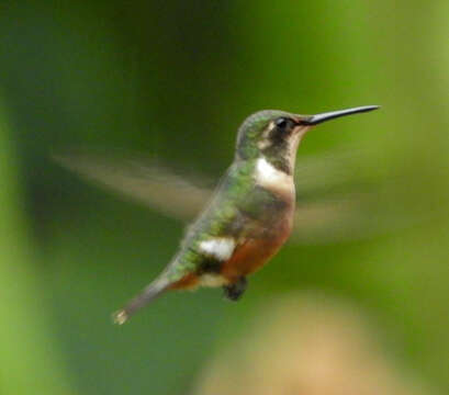 Image of Magenta-throated Woodstar