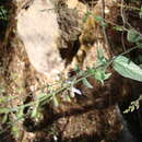 Image of Salvia quercetorum Epling
