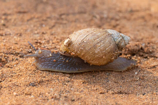 Image of Plectostylus chilensis