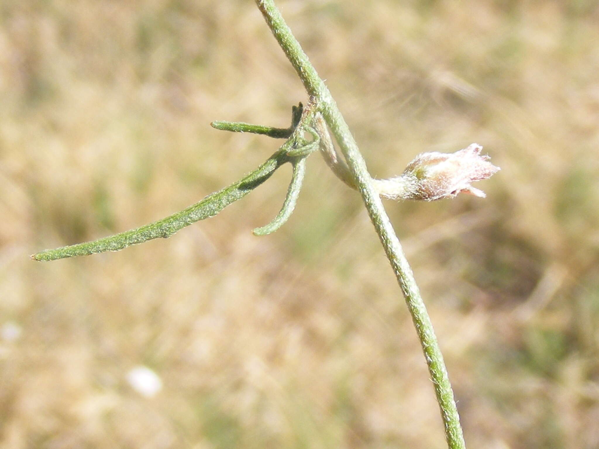 Convolvulus boedeckerianus Peter的圖片