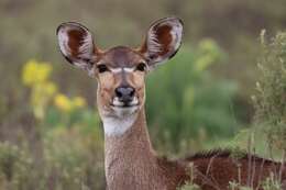 Image of Mountain nyala